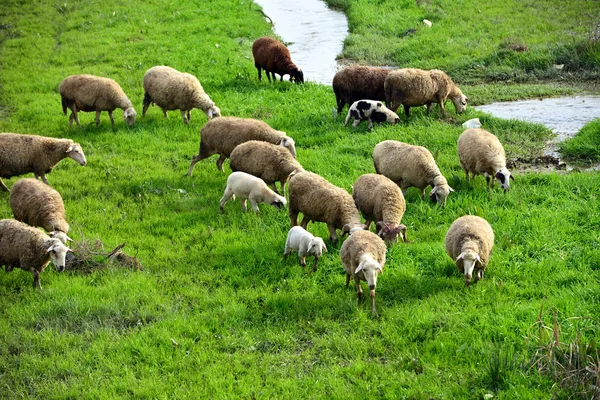 羊和在水的边上的草地上吃草的小羊 — 图库照片