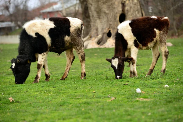 Dwa cieląt na pastwisko jedzenia trawy — Zdjęcie stockowe