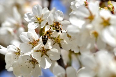 Cherry blossom bal arısı toplar