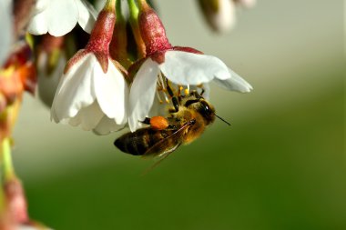 cherry-blossom honey bee collects clipart