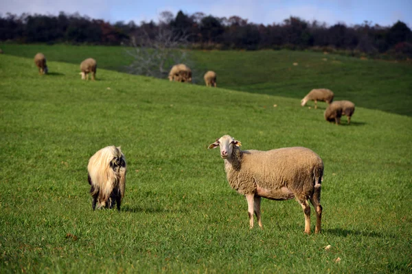 羊吃草的牧场上 — 图库照片