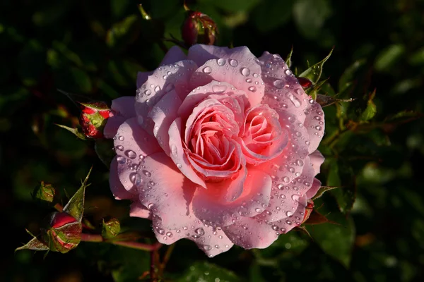 Rose con gocce d'acqua — Foto Stock