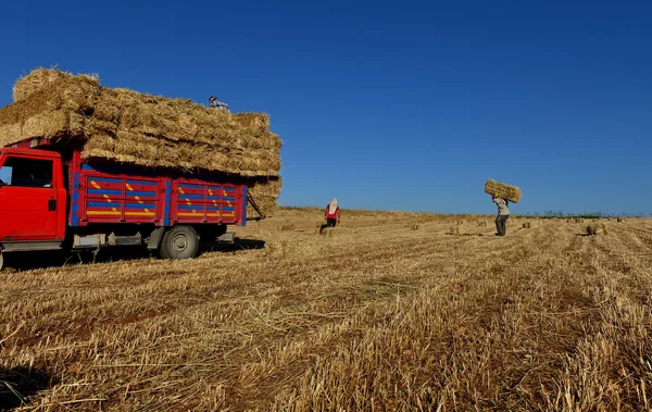 Bale of straw — Stock Photo, Image