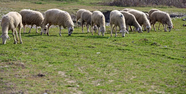 健康的羊和牲畜 — 图库照片