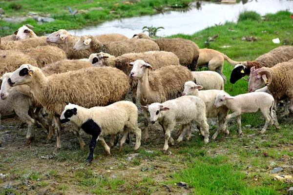 健康绵羊、 羔羊和牲畜 — 图库照片