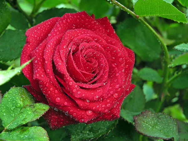 Rosas con gotas de agua — Foto de Stock