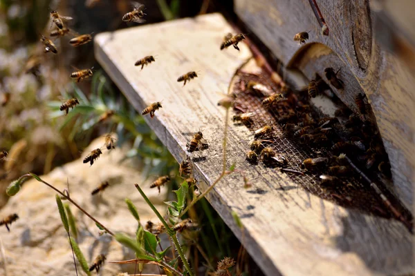 Život včel. rozmnožování včel — Stock fotografie