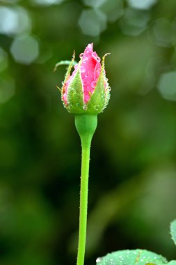pembe Gül bud üzerinde arka plan bulanık