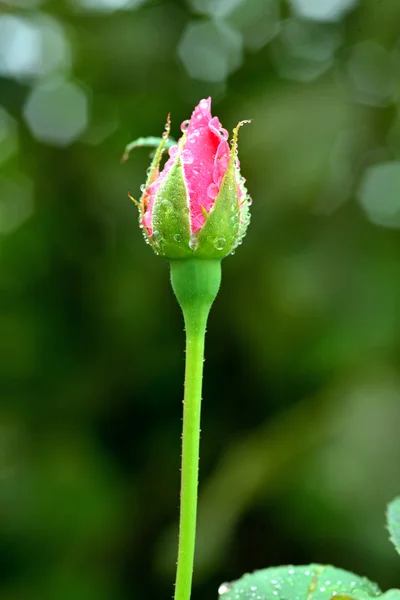Růžová růže bud na rozmazané pozadí — Stock fotografie