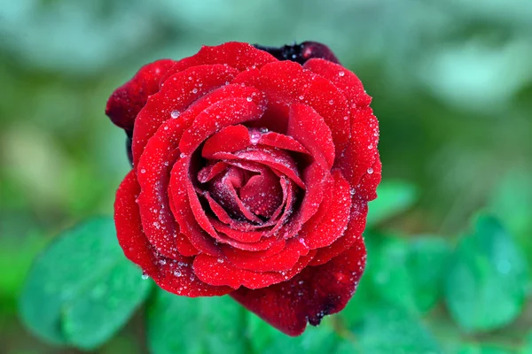 Rose con gocce d'acqua — Foto Stock