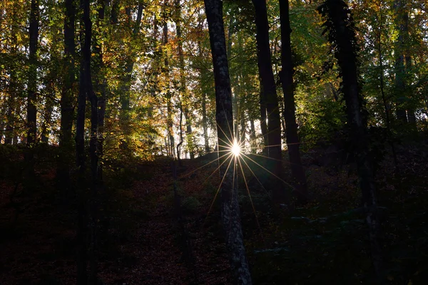 Luz mágica da floresta — Fotografia de Stock