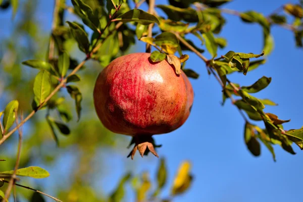 Grenadiers dans le jardin et fruits Images De Stock Libres De Droits