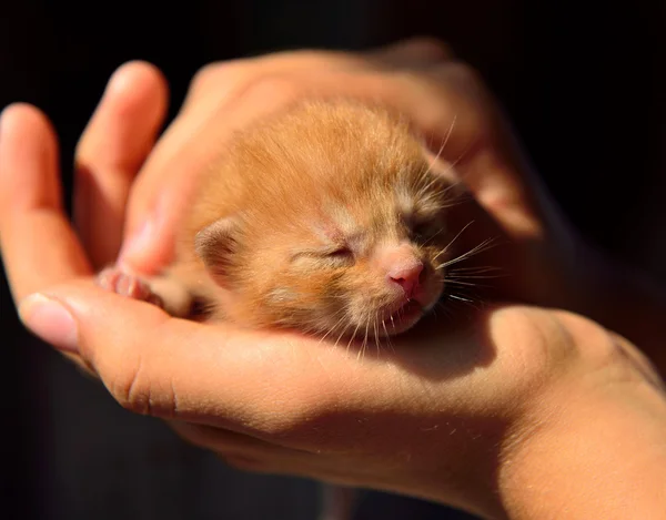 Ładny nowo narodzony Kotek spanie w ludzkich rąk — Zdjęcie stockowe