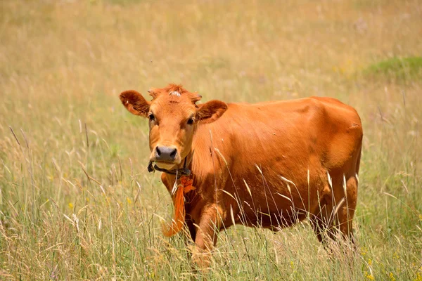 Happy krowa na trawie — Zdjęcie stockowe