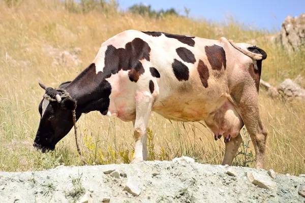 Szczęśliwe krowy łaciate na trawie — Zdjęcie stockowe