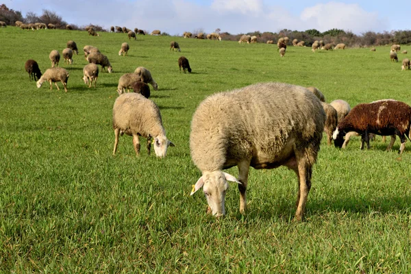 在一个绿色的牧场放牧绵羊的羊群 — 图库照片