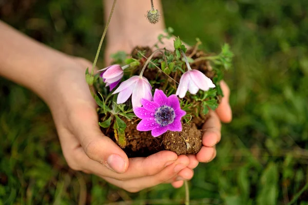 Punhado de terra e botões de flores — Fotografia de Stock