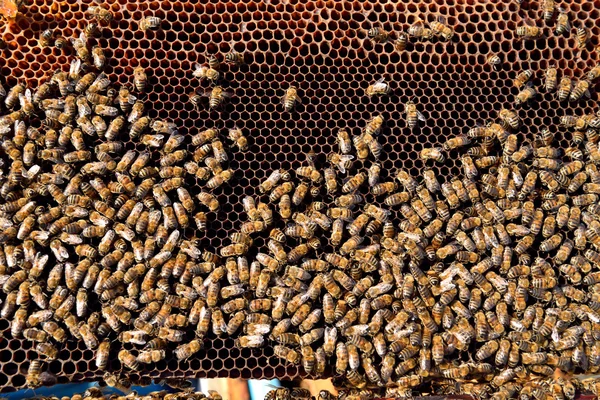 Marco de miel —  Fotos de Stock