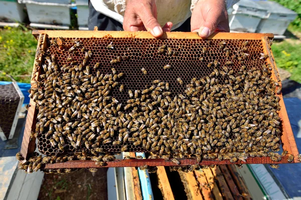 Marco de miel —  Fotos de Stock
