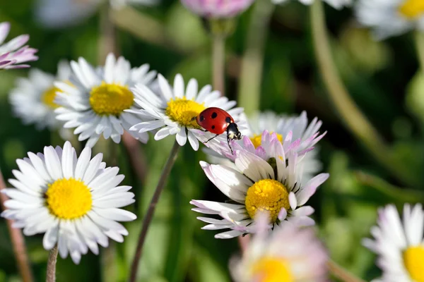 Mariquita en flor de margarita — Foto de Stock