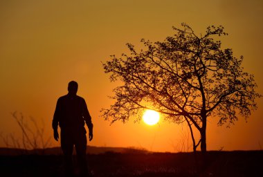 bir ağaç ve gün batımı arka planda bir adam silüeti