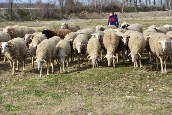 A kis pásztor fiú birka legeltetés — Stock Fotó