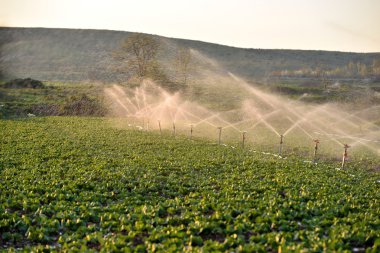 alan bitkileri sulama yağmurlama