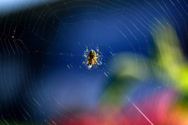 örümcek web