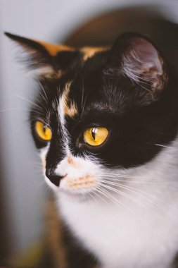 Portrait of a tricolor domestic cat looking into the distance. Big red eyes and soft beautiful fur. Suitable for sites about animals, fodder.