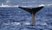 Whale watching Azores islands 02