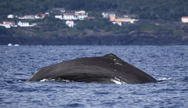 Walvis kijken Azoren eilanden 04 — Stockfoto