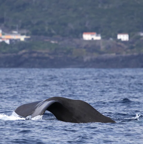 Valskådning Azorerna 03 — Stockfoto