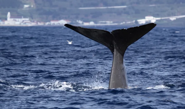 Whale watching Azores islands 02 — 스톡 사진