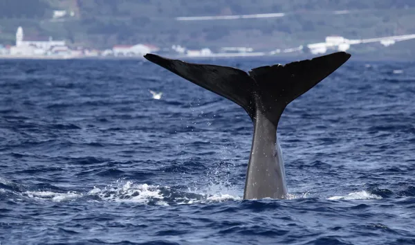 Whale watching Azores islands 02 — Stock Photo, Image