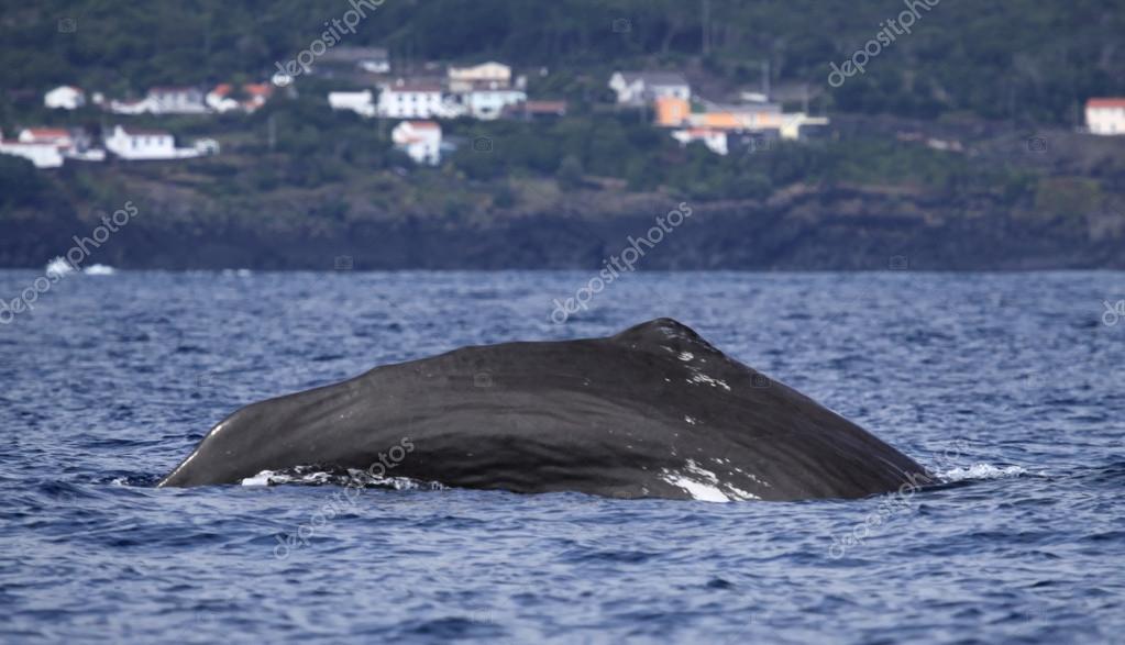 Whale watching Azores islands 04 — Stock Photo © hdamke #13646288