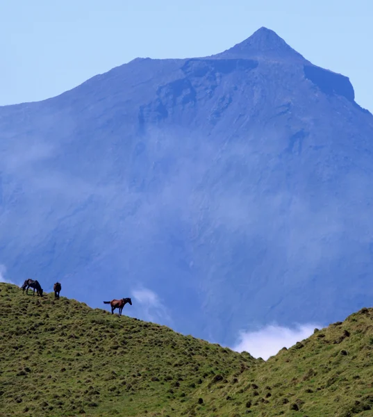 Cavalos em frente ao vulcão Monte Pico na ilha do Pico, Açores — Fotografia de Stock