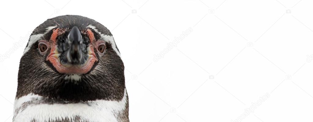 Close-up view of a Humboldt Penguin, isolated on white background