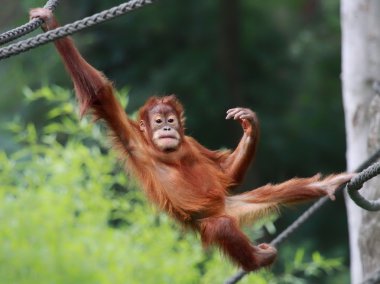 genç erkek orangutan