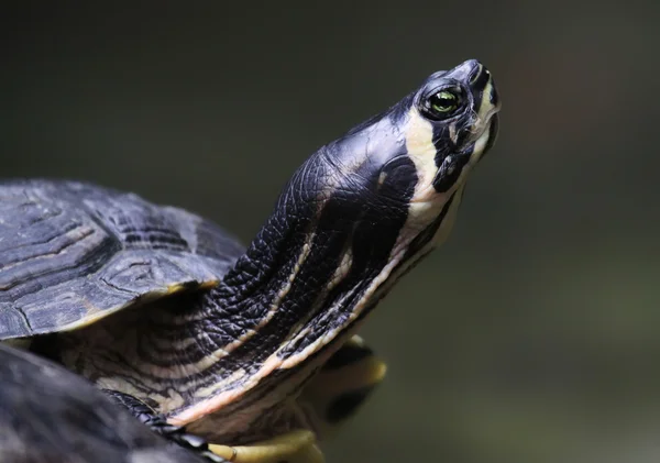 Close-up view of a Yellow-bellied slider — Stock Photo, Image