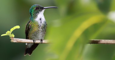 Hummingbird with copy space
