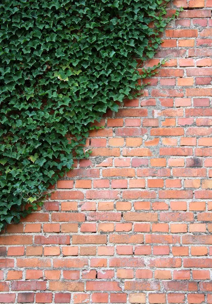 Ziegelmauer mit Efeupflanze als Hintergrund — Stockfoto