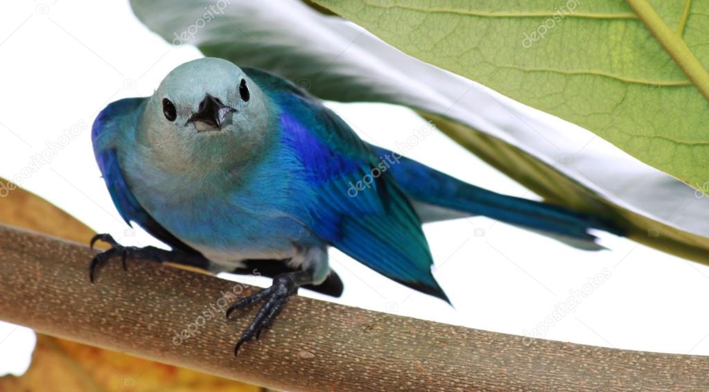 Close-up of a Blue-grey Tanager, Trinidad