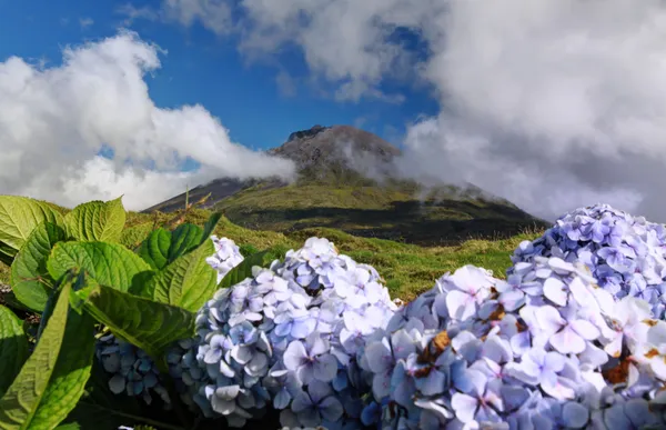 Hydrangeas in front of volcano Pico - Pico island, Azores Islands — Stock Photo, Image