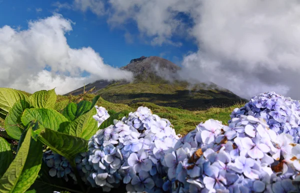 Hortensia's voor vulkaan pico - eiland pico, Azoren eilanden Rechtenvrije Stockfoto's