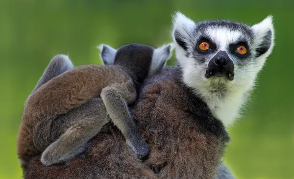 Lemur catta de cola anillada - Madre e hijo —  Fotos de Stock