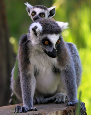Ring-Tailed Maki Maki catta - anne ve çocuk 02