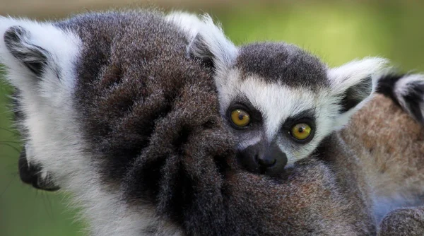 Vue rapprochée d'un jeune lémurien à queue cerclée (Lemur catta ) — Photo