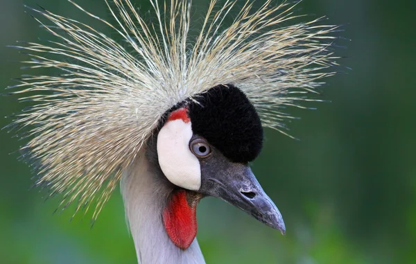 Närbild på en svart krönt crane — Stockfoto