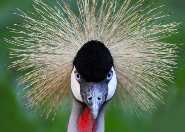 Portrét pohled černý jeřáb — Stock fotografie