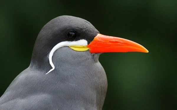 Close-up view of an Inca Tern — Stok fotoğraf